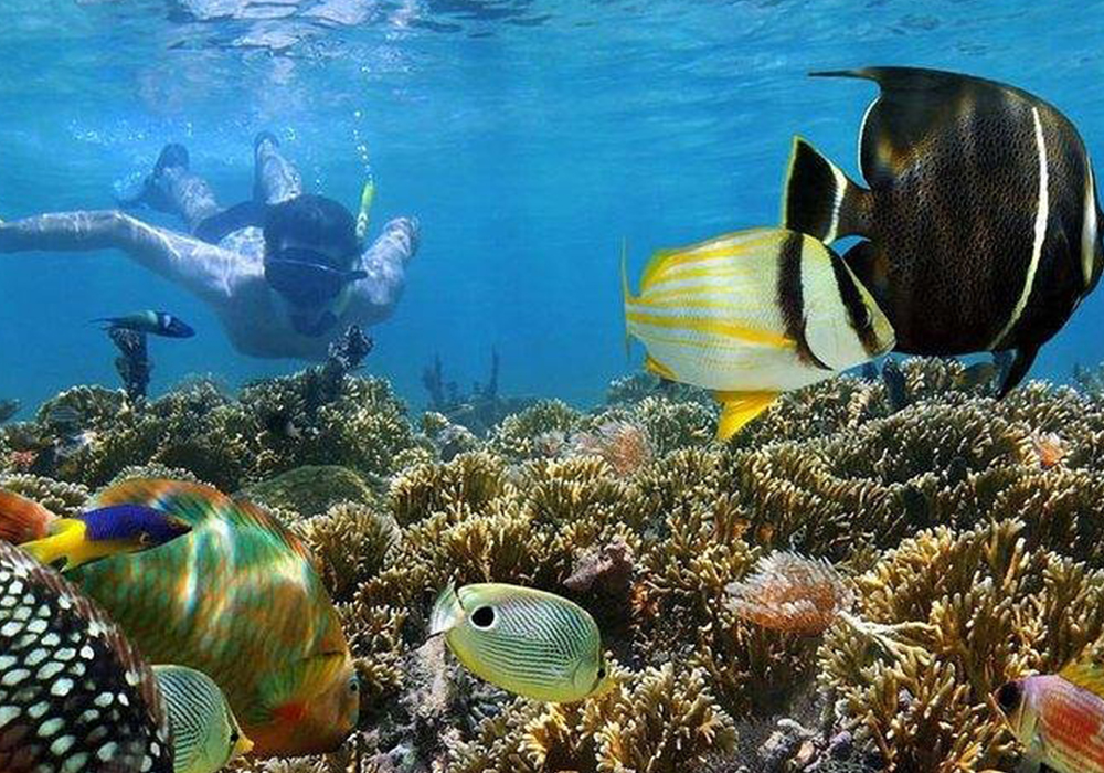 Snorkeling at Mnemba Atoll