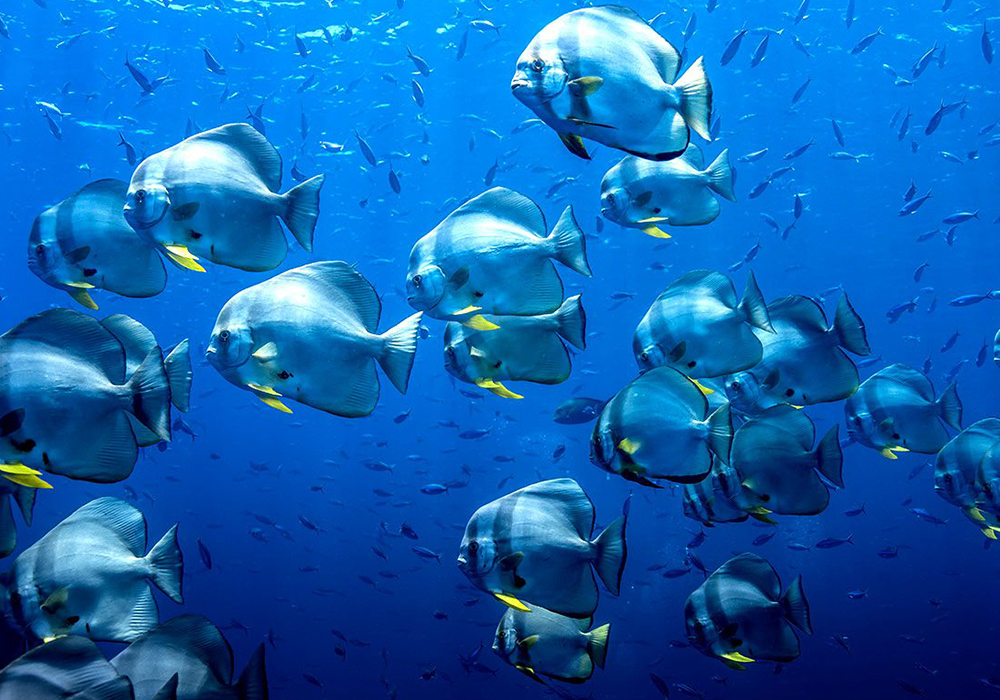 Snorkeling at Mnemba Atoll