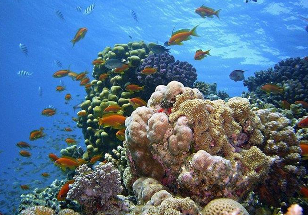 Snorkeling at Mnemba Atoll