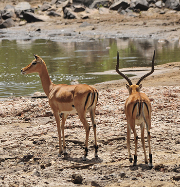 5 Days Safari to Lake Manyara, Ngorongoro Crater & Serengeti