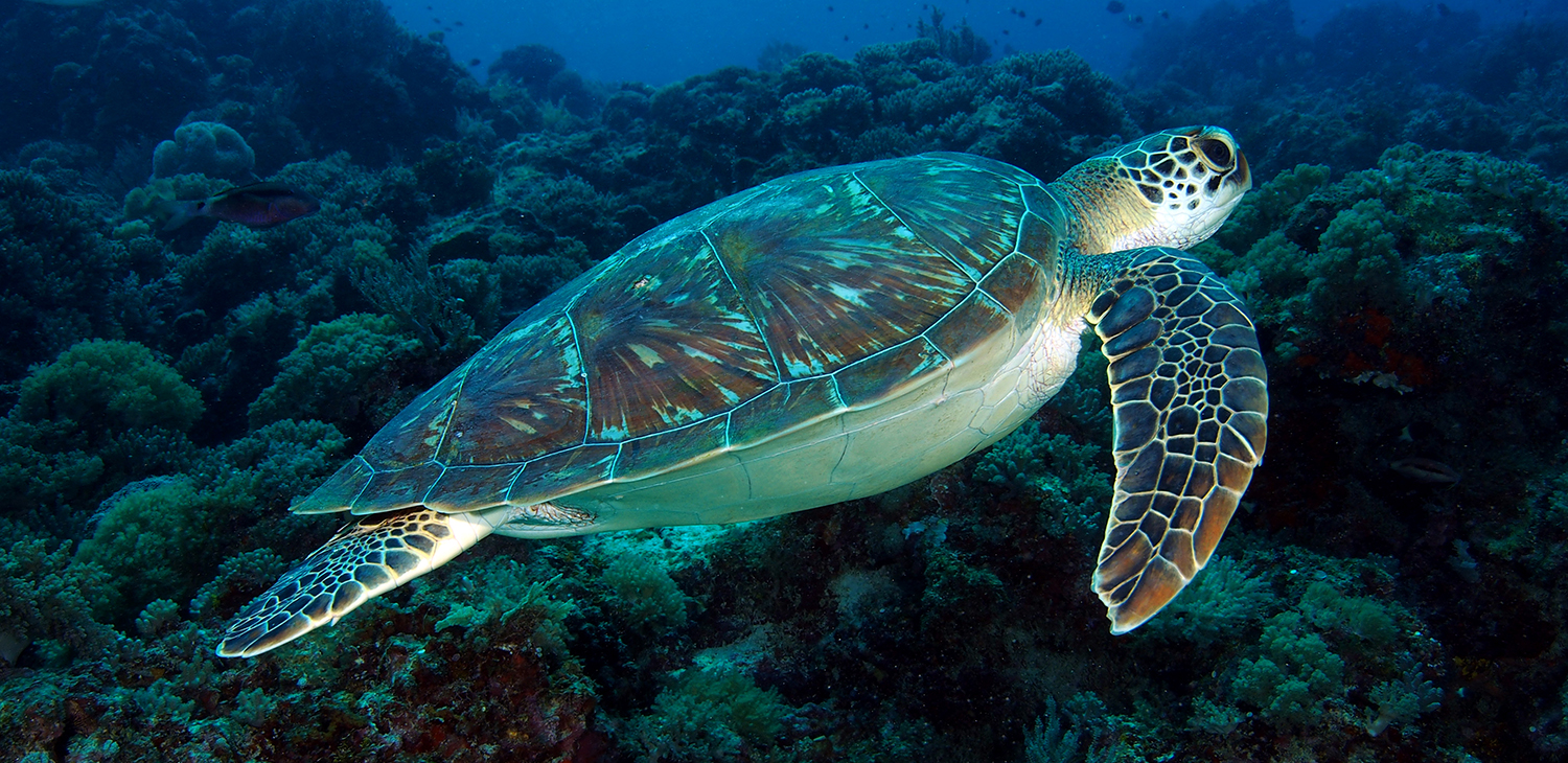 Diving in Zanzibar