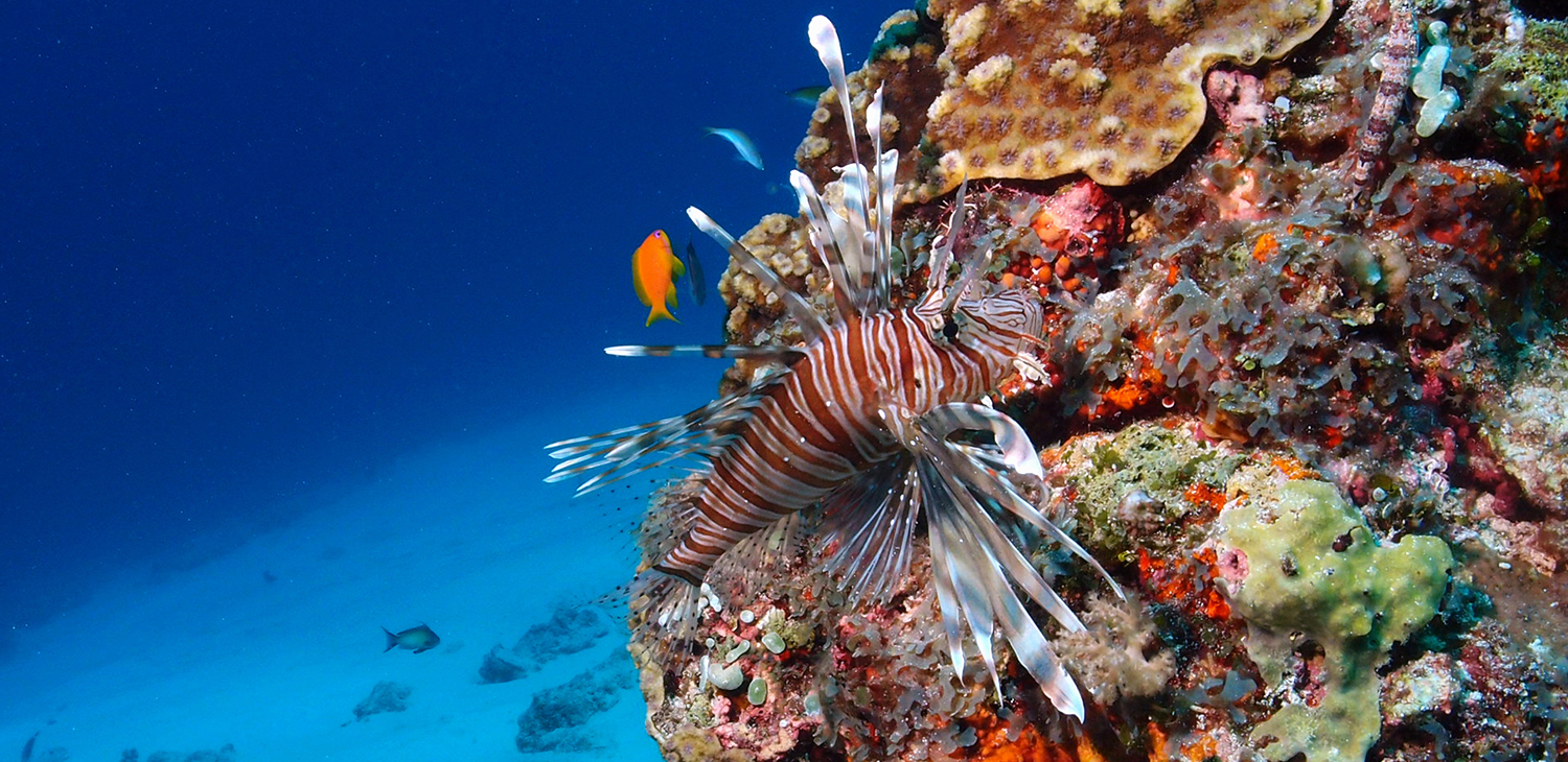 Diving in Zanzibar